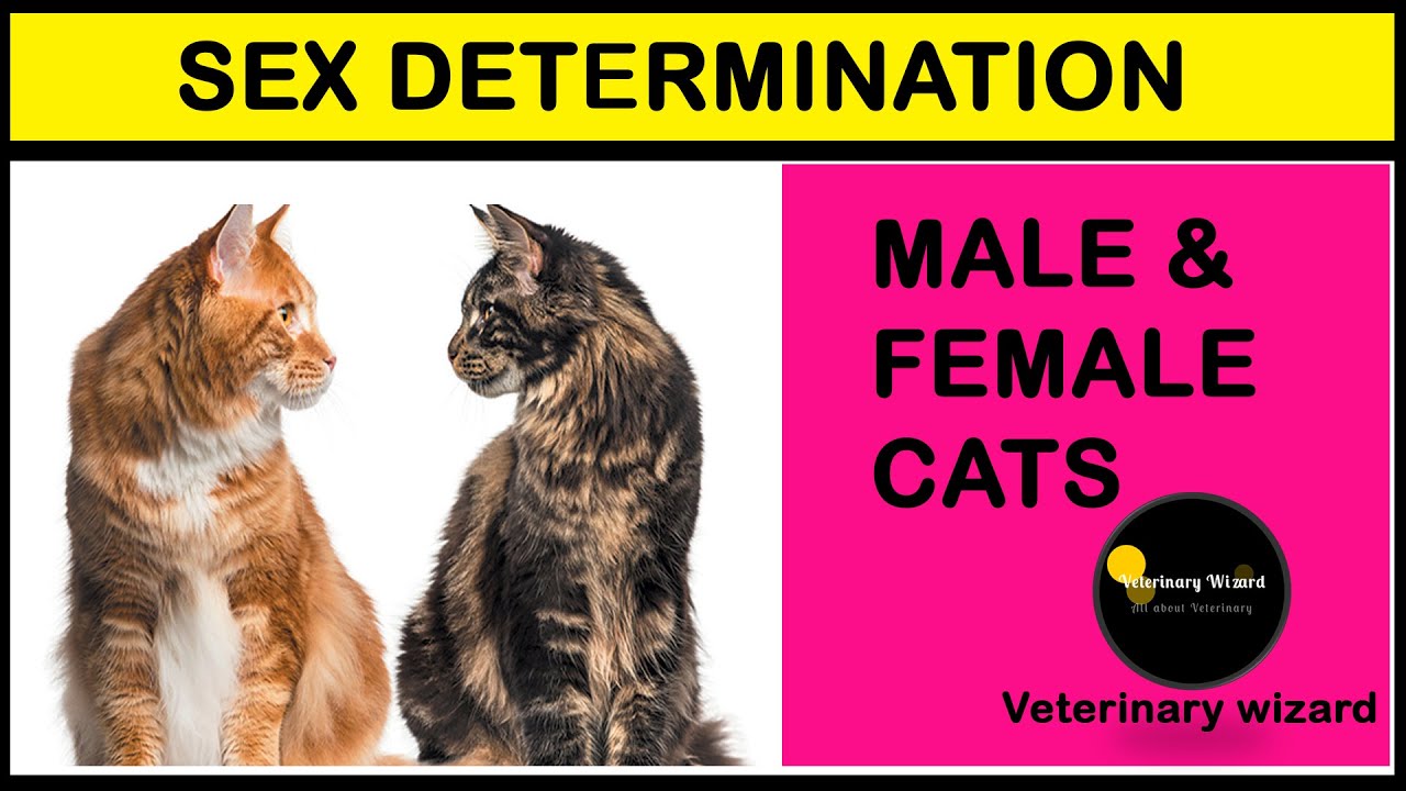 Male Or Female Ii Tell The Difference Of Male And Female Kitten Ii 