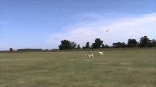 Bobby Baker's Hog Wild RC Combat Plane