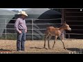 Part 1 of 2 - Warwick Schiller Working With New Born Foals - What I See