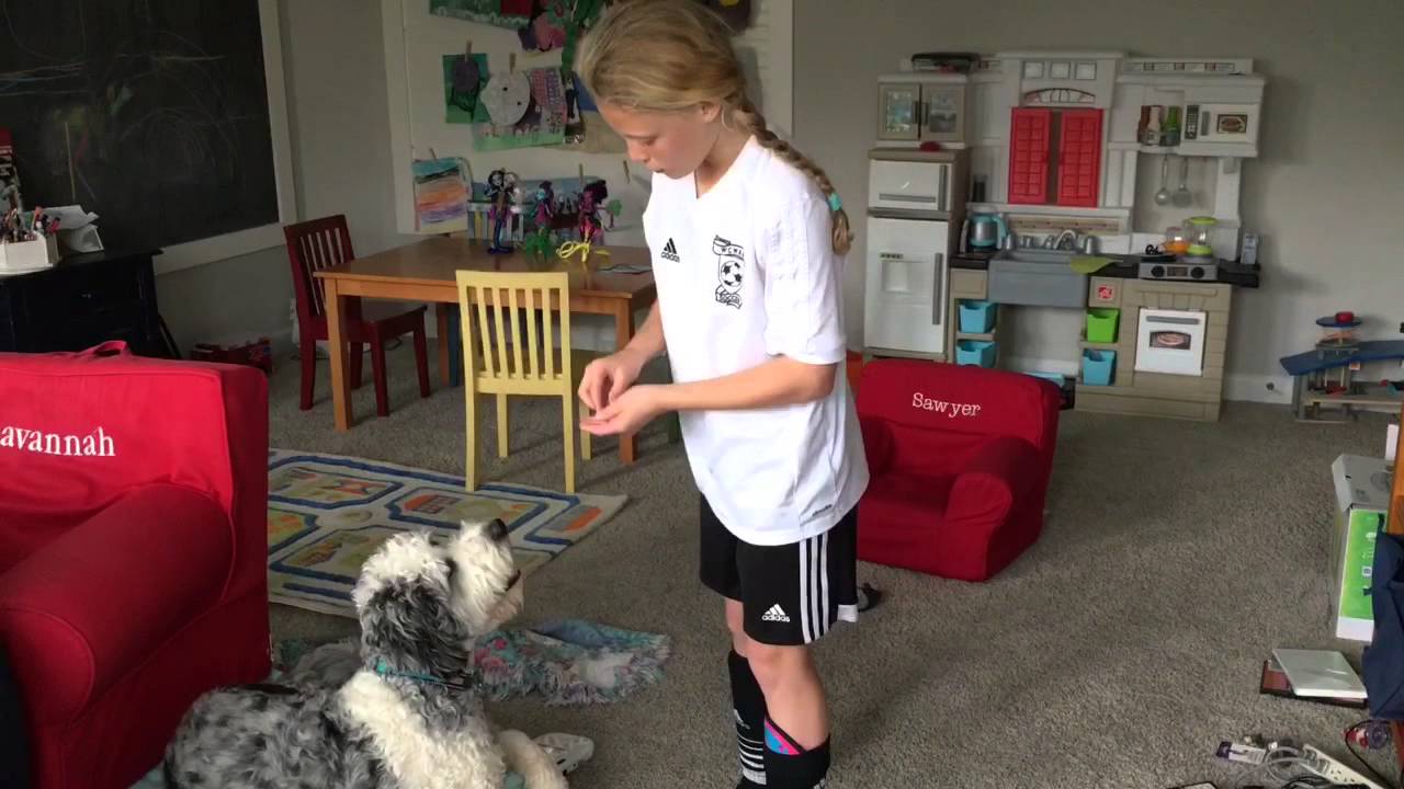 How I Teach My Dog to Play Hide and Seek - YouTube