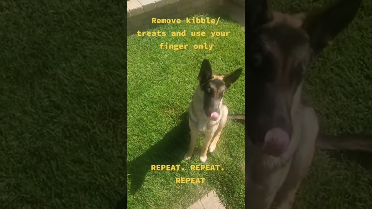 DOG TRAINING |  Super helpful command and one of the first that Luna learned! Repetition and patien