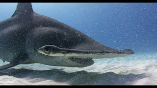 SHARK NIGHTMARE OR DREAM? - ANDY BRANDY CASAGRANDE IV - ABC4EXPLORE by Andy Brandy Casagrande IV 6,751 views 5 years ago 2 minutes, 30 seconds
