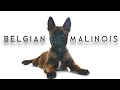 Belgian Malinois | Belgian shepherd | பெல்ஜியன் மாலின்வ | Storyboard | Tamil