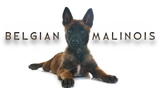 Belgian Malinois | Belgian shepherd | பெல்ஜியன் மாலின்வ | Storyboard | Tamil