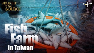 Milkfish: The King in Taiwanese Fish Farming Industry | Straight to the Source Ep.2