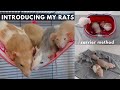 Introducing Young Rats to Adult Rats!