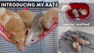Introducing Young Rats to Adult Rats!