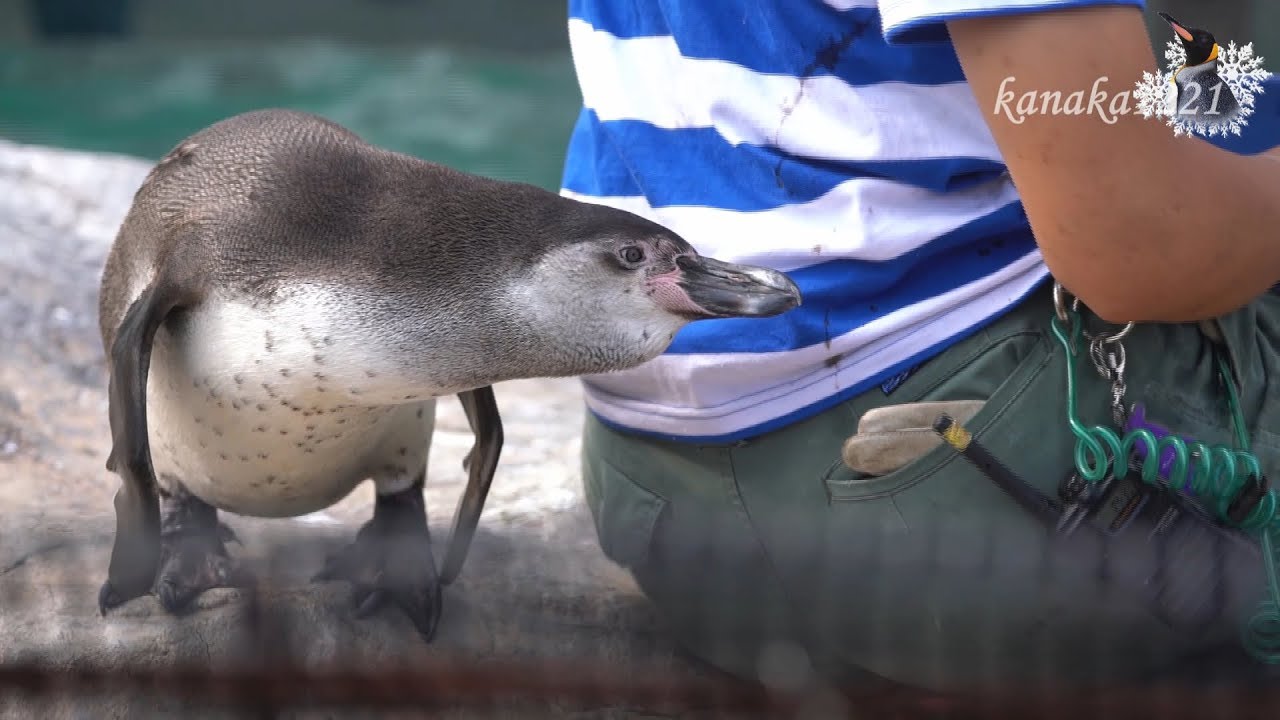 東武動物公園 フンボルトペンギン ビールの甘えぶり Youtube