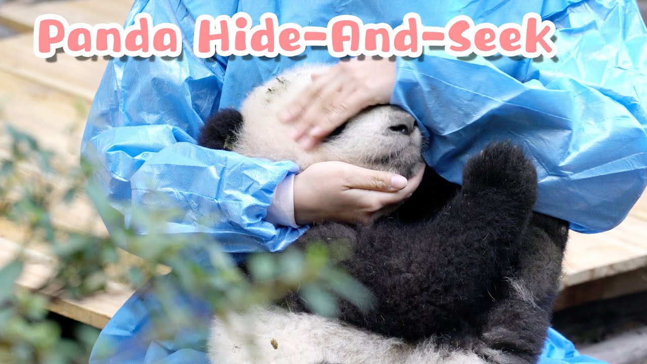 Baby Pandas Play HideAndSeek iPanda YouTube