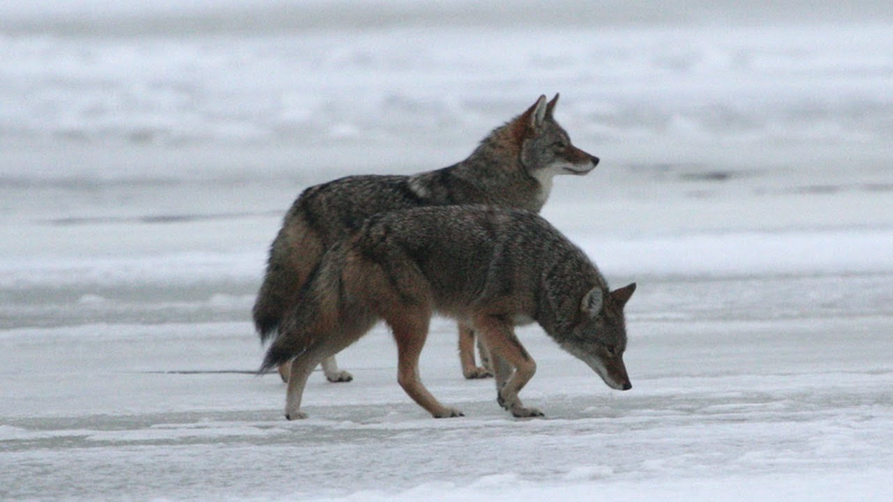 can a dog mate with a coyote