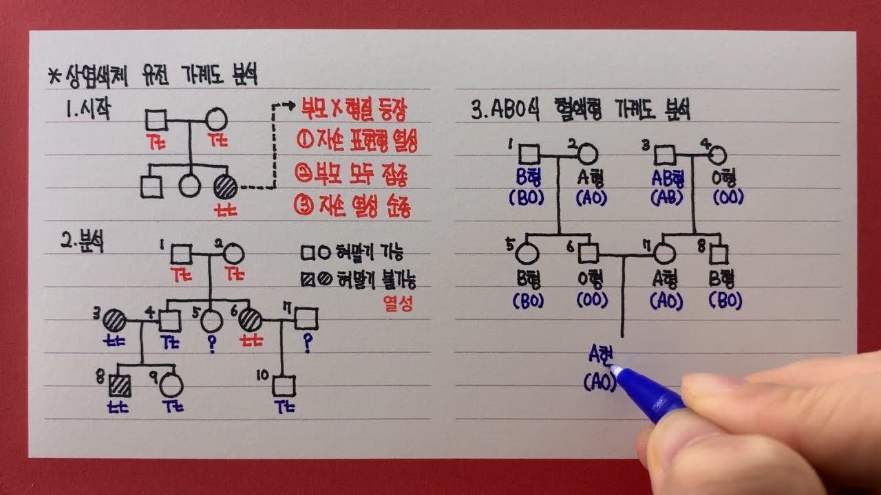 상염색체 유전 가계도분석