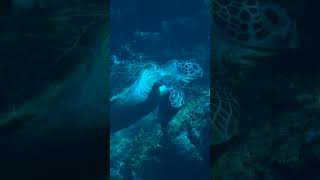 The Philippines should be on every ocean lover’s bucket list ☝️