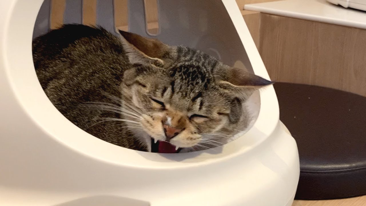 아니 난 화났는데 왜 다들 귀엽다고 하는겨?