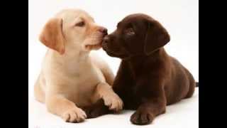 labrador retriever Puppies For Sale In Pa
