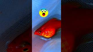 Pregnant Platy 😨 #platyfish #breeding #guppy #lotuspond #aquarium #fishtank #fishvlogs #vlog #exotic