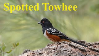 At Your Feeder: Spotted Towhee by Absorbed In Nature 263 views 2 months ago 1 minute, 4 seconds