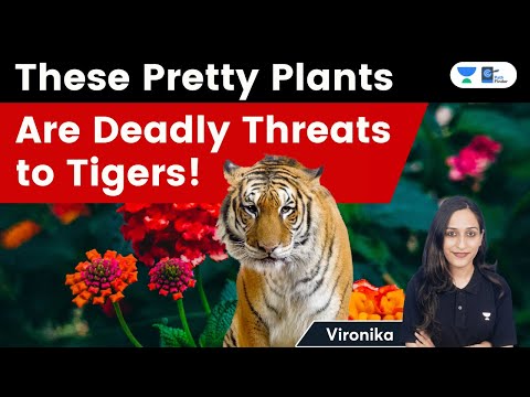 These Pretty Plants Are Deadly Threats to Tigers! Invasive Alien Species | Vironika