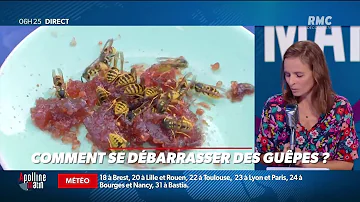 Est-ce grave de tuer des guêpes