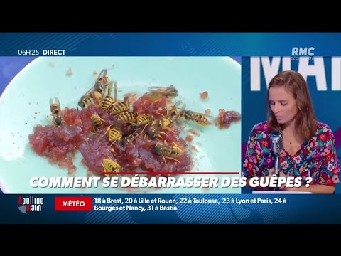 Vidéo: Comment Se Débarrasser Des Guêpes ?