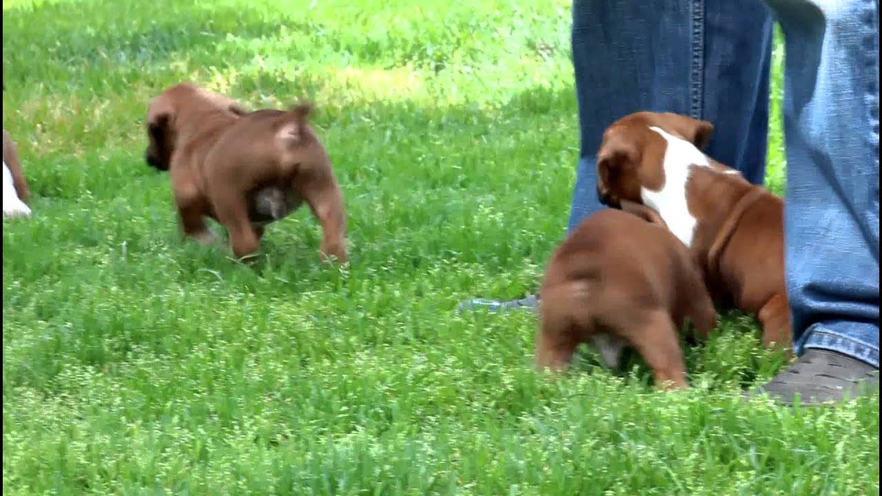 Boxer Puppies for Sale - YouTube