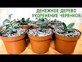 Денежное дерево. Толстянка. Укоренение черенков.