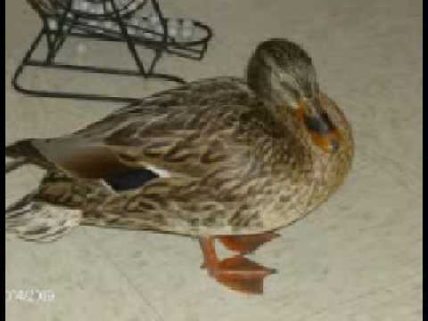 Wendy Rescued! The Duck Movie