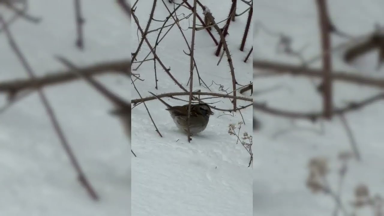 When the Snow Settles: January Storm Aftermath 2026 | Short Film