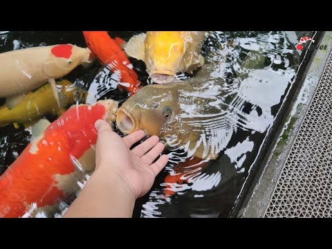 Video Điều trị cá KOI bị stress | Treatment of stressed KOI... - youtube