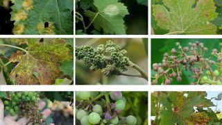 What is downy mildew of grapes and vine epidemic?(Prevention symptoms and treatment).
