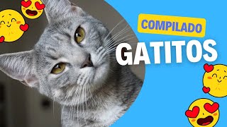 COMPILADO Michis Gatitos TERNURITAS 💞🥰❤🙃🐱 by Is TiMe To ReLaX aNd FuN 1,213 views 6 days ago 1 minute, 15 seconds