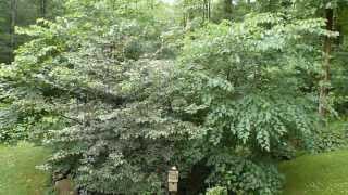 Bobwhite Quail calling screenshot 3