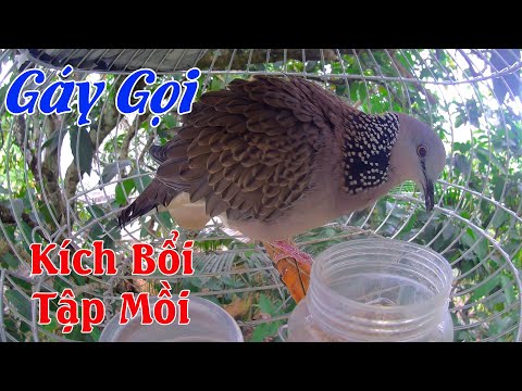Video Chim cu gáy mồi cây gáy gọi kích bổi tập mồi căng lửa. - youtube