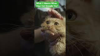 Surprising Cat Behavior: What It Means When Your Cat Kneads You #shorts