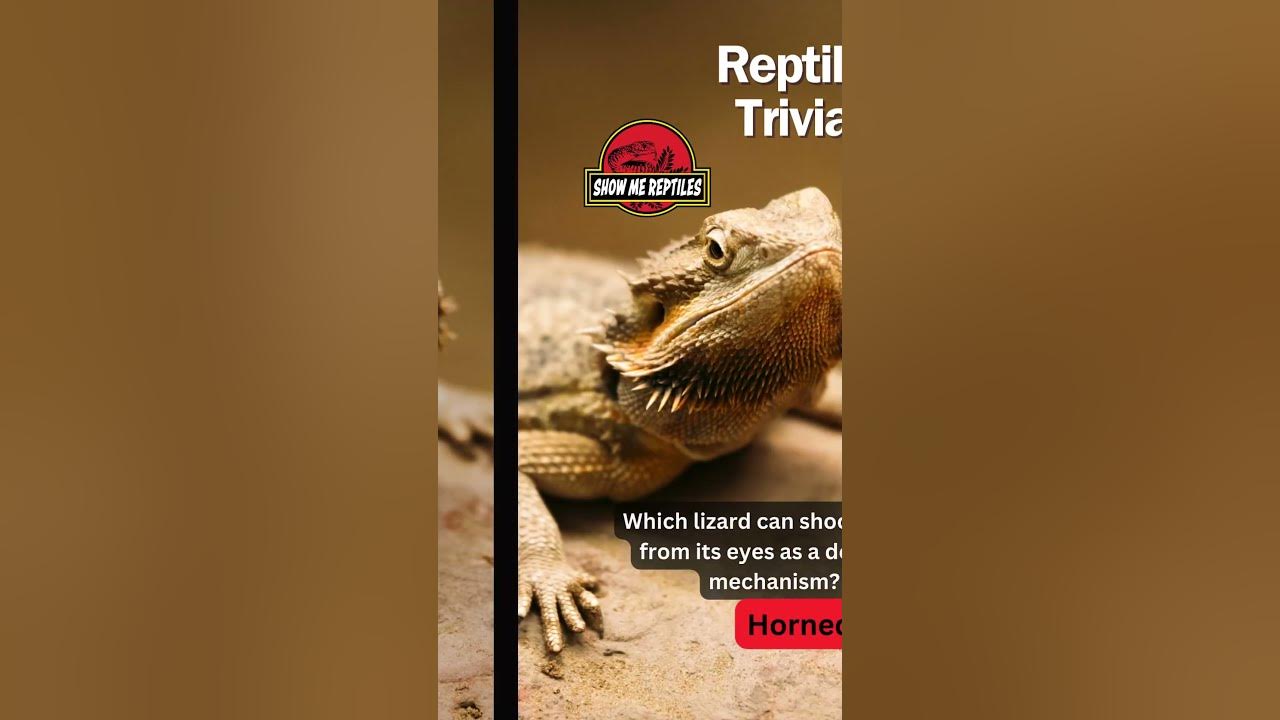 Reptile Species Trivia Quiz::Appstore for Android