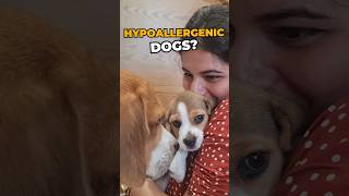 Are Beagles Hypoallergenic Dogs? #beagle #beaglepuppy #beagles