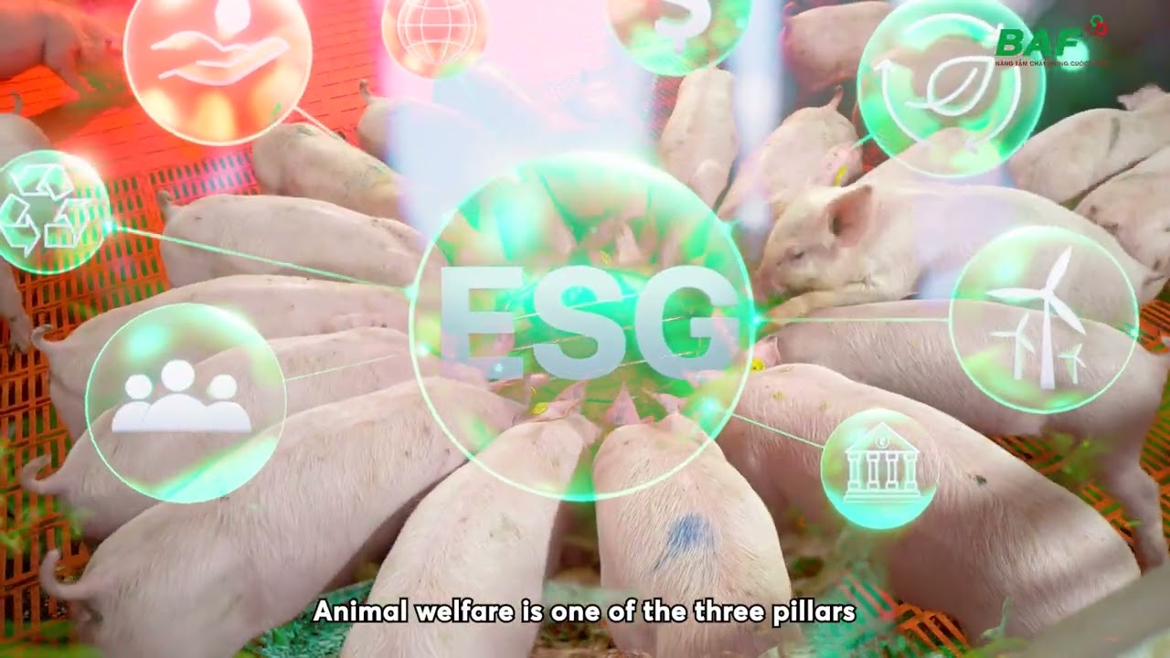 Giới thiệu Công ty CP Nông nghiệp BAF Việt Nam - 2025 Sub English