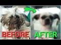 YOU WON&#39;T BELIEVE how this DOG looks before shaving all this matted fur