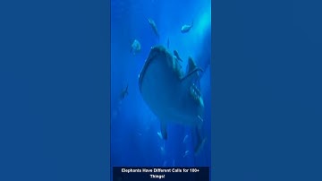 5 Animals With Complex Communication Systems! 🗣️