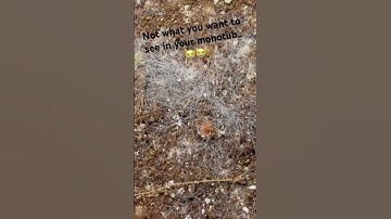 Example of cobweb mold. #sadstatus #mycology #satisfying #mushroom #foryou #fungus