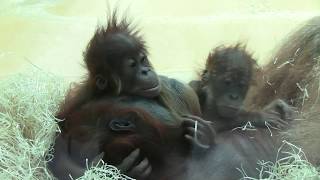 Orang Utan - Zoo Hellabrunn - sex and family - Familientreffen der anderen Art Teil 2 !!00028