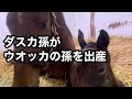 【2023/1/9出産配信】ダイワスカーレットの孫がウオッカの孫を産みました