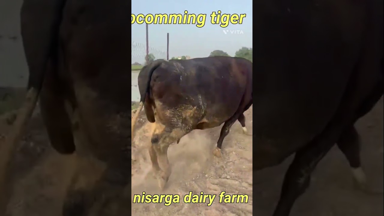 upcomming cows