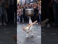 This cat is so skillful #supercat #fypシ゚viral #trendingyoutubeshorts #shocking