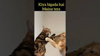 invigilator 😭😭 #amazingmemes #memehub #memesdaily #memes #funny #forfun #funnymemes #comedy #lovecat