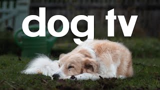 Dog TV - 20 Hours of Calming and Entertaining Video for Dogs! by Relax Your Dog - Calming Music and TV 26,788 views 5 months ago 20 hours