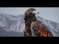 Águila Real(Aquila chrysaetos)