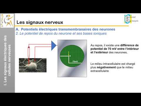 II. Les signaux nerveux: Les signaux électriques des cellules nerveuses (1)