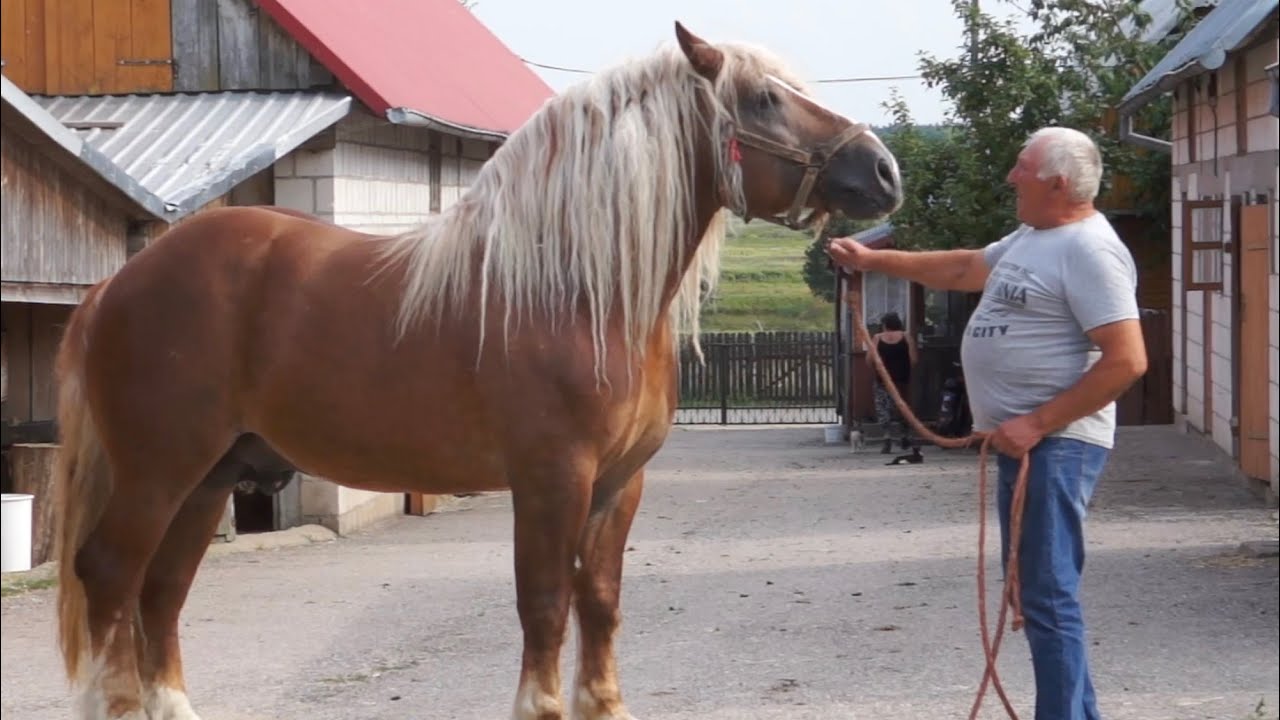 Konie Sokólskie u Jerzego Kondratiuka-  Rolnik z Podlasia