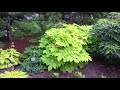 Aralia Sun King Www Gardencrossings Com 