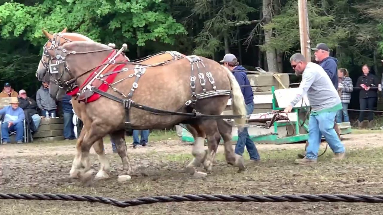 Stalwart horse pulls 2025